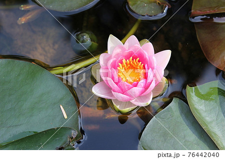 濃いピンク色が鮮やかな睡蓮の花の写真素材