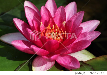 満開の真っ赤な睡蓮の花は一際艶やかの写真素材