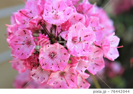 球形に寄せ集まったカルミアの花の写真素材