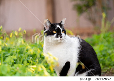 猫と花の写真素材