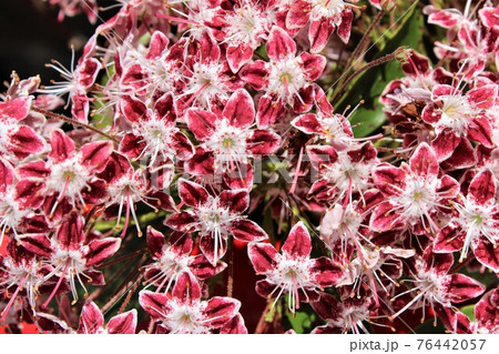 セイヨウシャクナゲの星形の花びらの写真素材