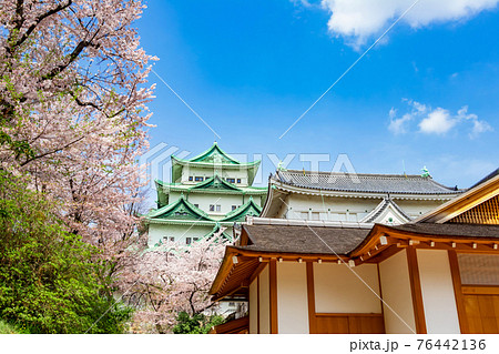 名古屋城、金鯱のない天守閣と満開の桜〈愛知県名古屋市〉 名古屋城、金鯱のない天守閣と満開の桜〈愛知県名古屋市〉 76442136