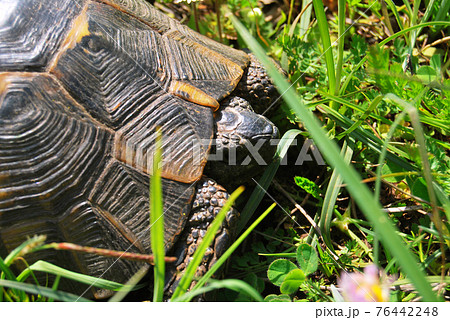 Cute turtle roaming freely in the grass in a wildlife environment 76442248
