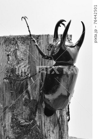 コーカサスオオカブト 76442501