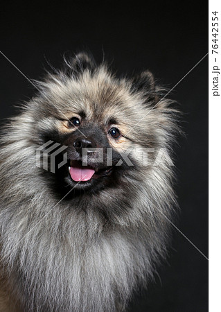 Portrait Of Funny Wolf Spitz With Tongue Out の写真素材