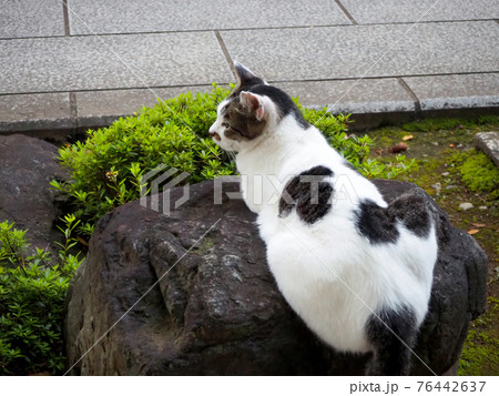 お寺の岩の上で寛ぐ野良猫 76442637