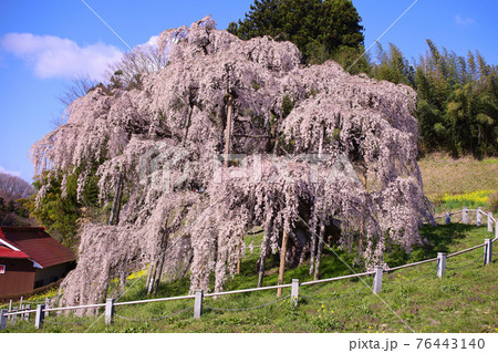 三春町 滝桜 三春町 滝桜 76443140