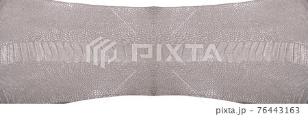 Ostrich leg leather grey isolated on a white background 76443163