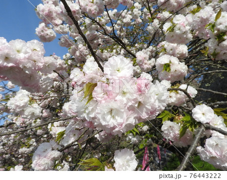 花の色が変化する桜「普賢象」 76443222