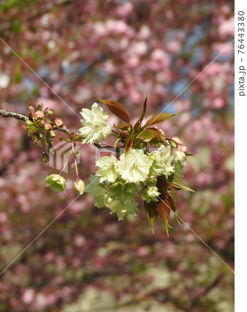 淡い黄緑色の花を咲かす「鬱金桜（ウコンザクラ）」 76443380