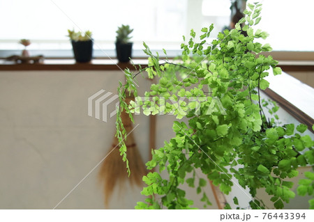 アジアンタム アジアンタム 76443394