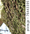 晴れた日に苔の生えた樹木を撮った写真 76443395