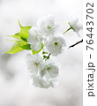 白桜 76443702