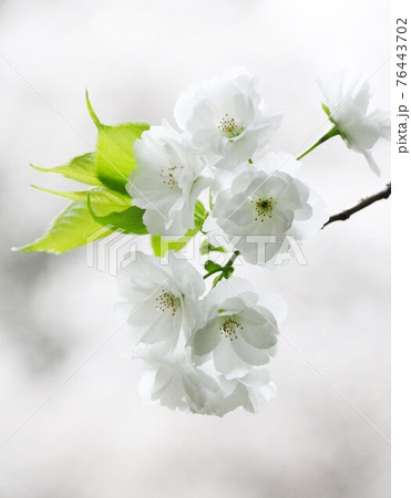 白桜 白桜 76443702