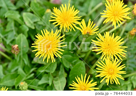 たんぽぽ（在来種） 76444033