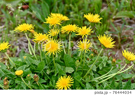 たんぽぽ(在来種) たんぽぽ(在来種) 76444034