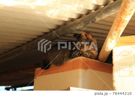 瀬戸内の島の猫 76444210