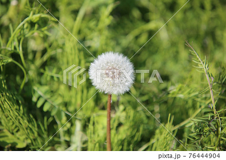 タンポポの綿毛 76444904