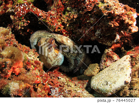 Wild octopus in Mediterranean Sea Wild octopus in Mediterranean Sea 76445027