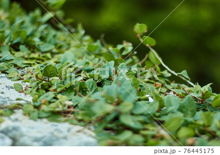 石垣と緑のツタ 76445175