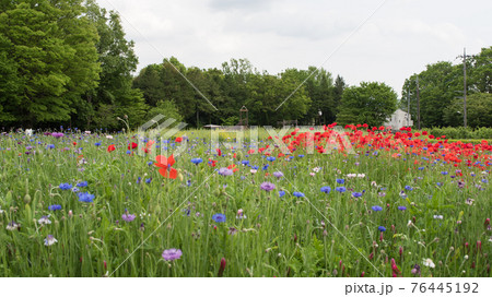東京都八王子市の都立公園の小宮公園の花 76445192