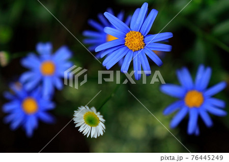 ブルーデイジー 76445249