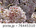 朝の桜 76445310