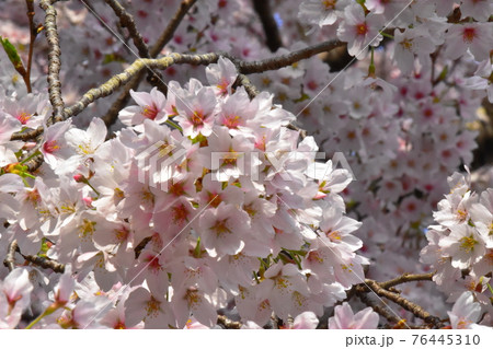 朝の桜 76445310