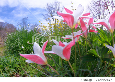 白とピンク 白とピンク 76445437