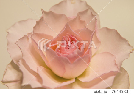 ピンク色のバラの花のクローズアップ写真です。の写真素材 [76445839