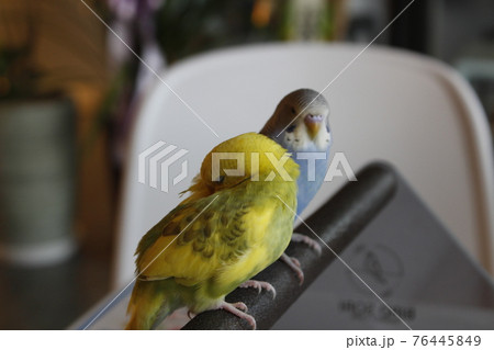 鳥 オウム 新しい 76445849