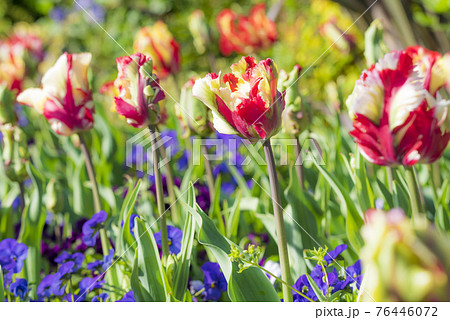 チューリップイメージ チューリップイメージ 76446072
