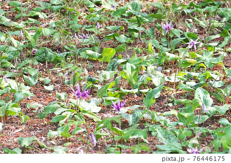 カタクリの花(入間市牛沢カタクリ自生地) カタクリの花(入間市牛沢カタクリ自生地) 76446175