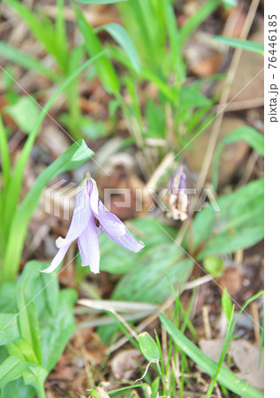カタクリの花(入間市牛沢カタクリ自生地) カタクリの花(入間市牛沢カタクリ自生地) 76446185
