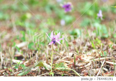 カタクリの花(入間市牛沢カタクリ自生地) カタクリの花(入間市牛沢カタクリ自生地) 76446191