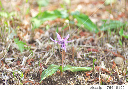 カタクリの花(入間市牛沢カタクリ自生地) カタクリの花(入間市牛沢カタクリ自生地) 76446192