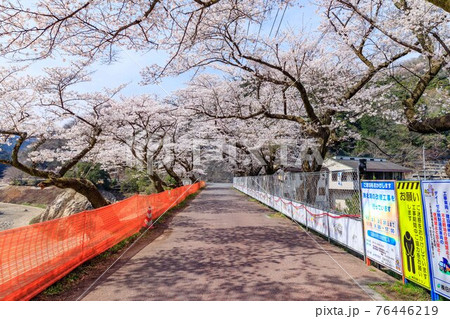 埼玉県毛呂山町　鎌北湖耐震化工事と桜 76446219