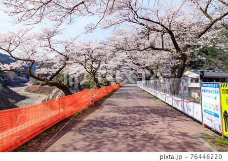 埼玉県毛呂山町　鎌北湖耐震化工事と桜 76446220