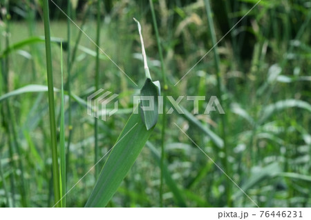 カバキコマチグモの巣 カバキコマチグモの巣 76446231
