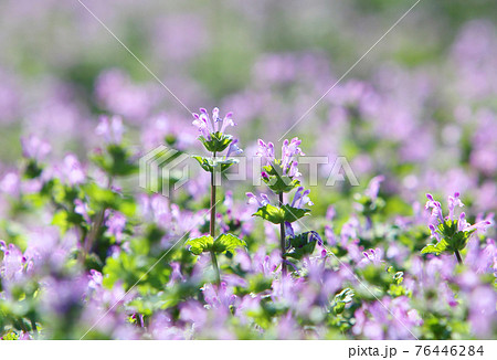 ホトケノザ 76446284