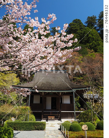 京都大原寂光院 みぎわの桜 京都大原寂光院 みぎわの桜 76446332
