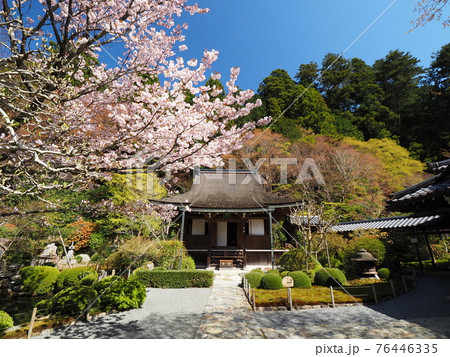 京都大原寂光院 みぎわの桜 京都大原寂光院 みぎわの桜 76446335