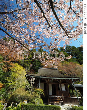 京都大原寂光院 みぎわの桜 京都大原寂光院 みぎわの桜 76446341