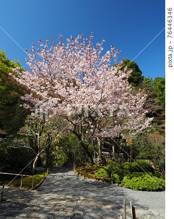 京都大原寂光院　みぎわの桜 76446346