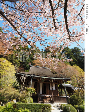 京都大原寂光院 みぎわの桜 京都大原寂光院 みぎわの桜 76446351