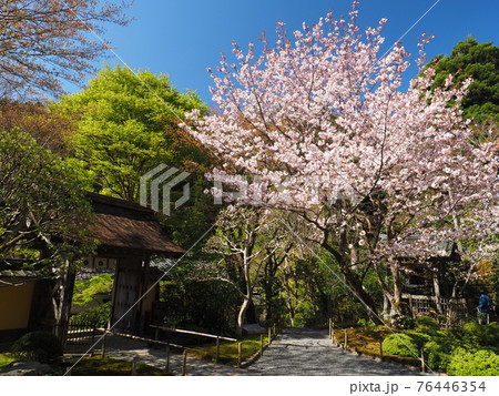 京都大原寂光院 みぎわの桜 京都大原寂光院 みぎわの桜 76446354