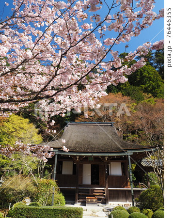 京都大原寂光院 みぎわの桜 京都大原寂光院 みぎわの桜 76446355