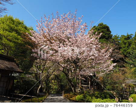 京都大原寂光院 みぎわの桜 京都大原寂光院 みぎわの桜 76446359