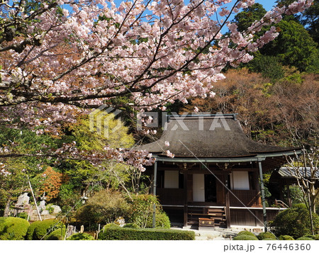京都大原寂光院 みぎわの桜 京都大原寂光院 みぎわの桜 76446360