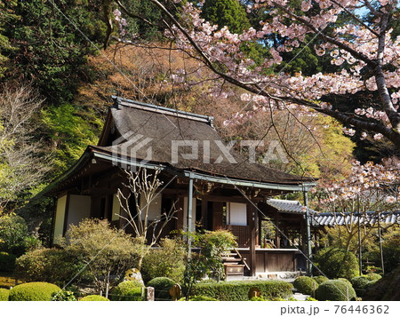 京都大原寂光院 みぎわの桜 京都大原寂光院 みぎわの桜 76446362